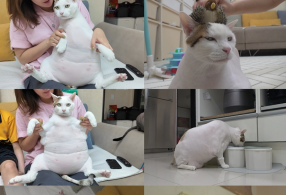 ̹