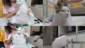 ̹
